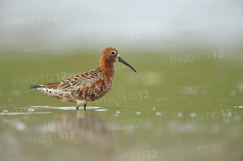 Curlew Sandpiper