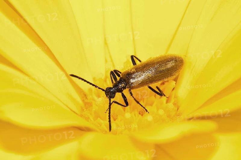 Darkling Beetle