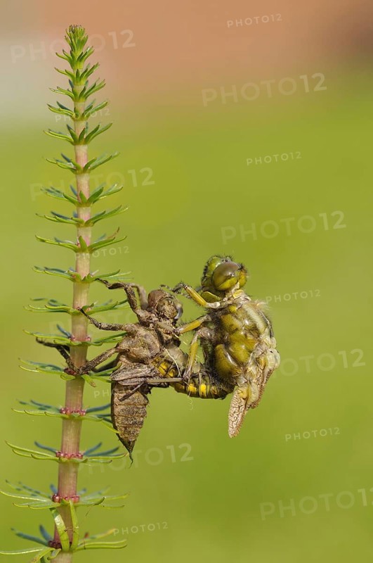 Broad-bodied Chaser adult