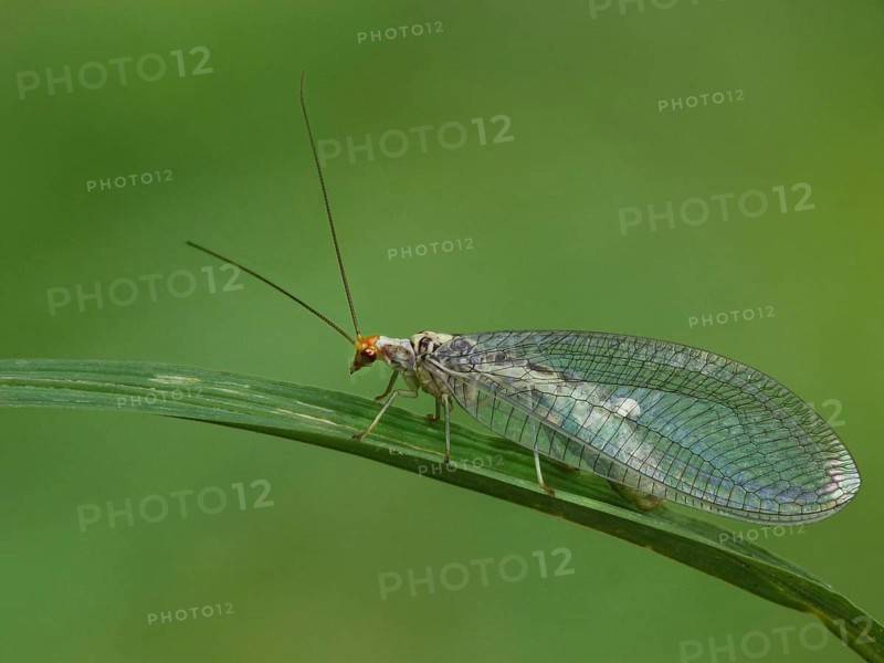 Lacewing