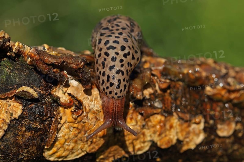 Great grey slug