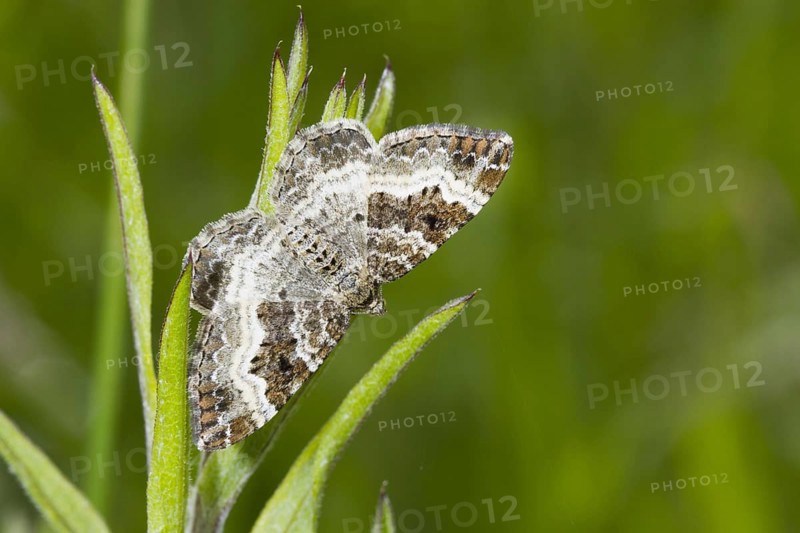 Common Carpet