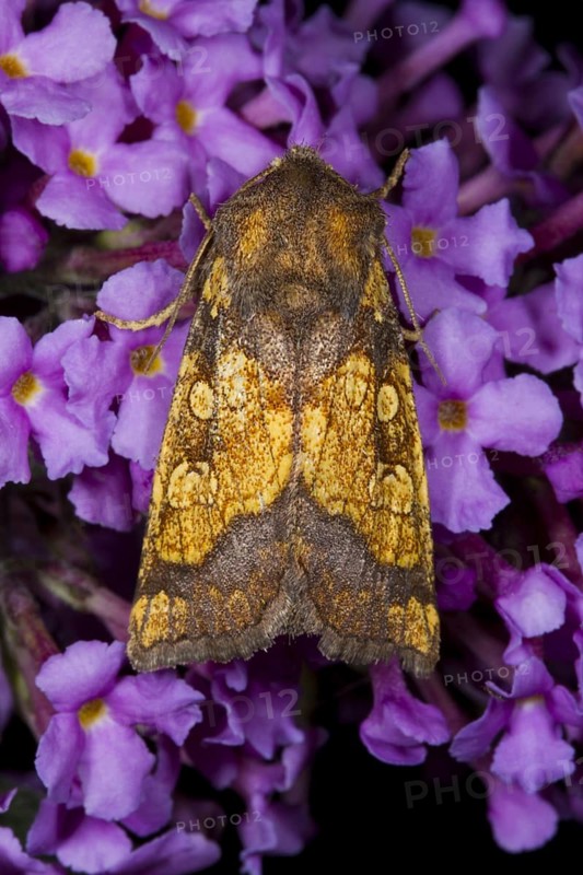 Frosted orange moth