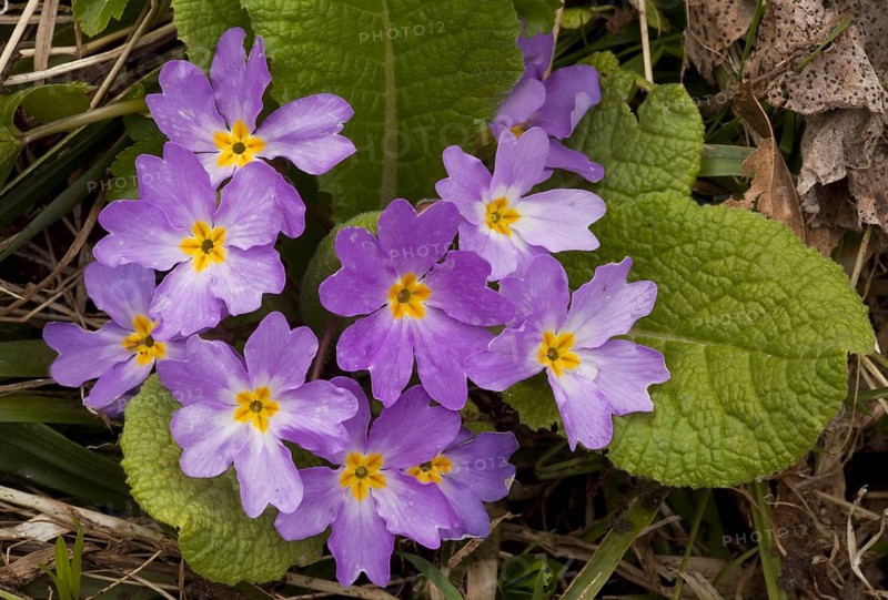 Common primrose