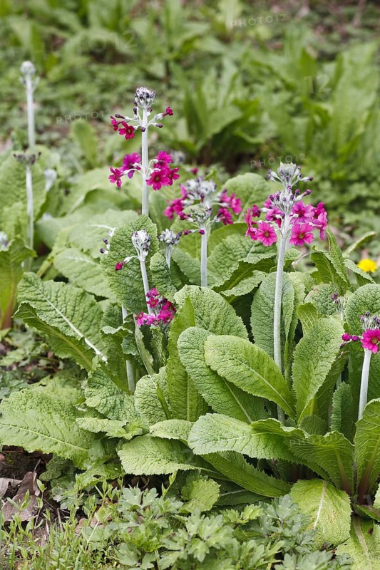 Flowering candelabra primula
