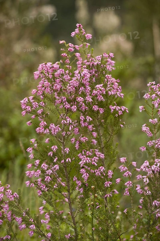 Flowering Spanish heather
