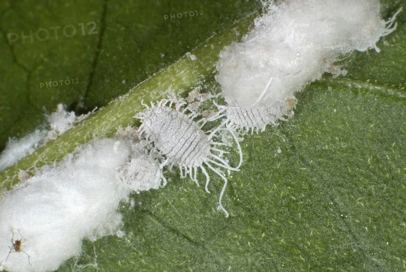 Greenhouse mealybugs