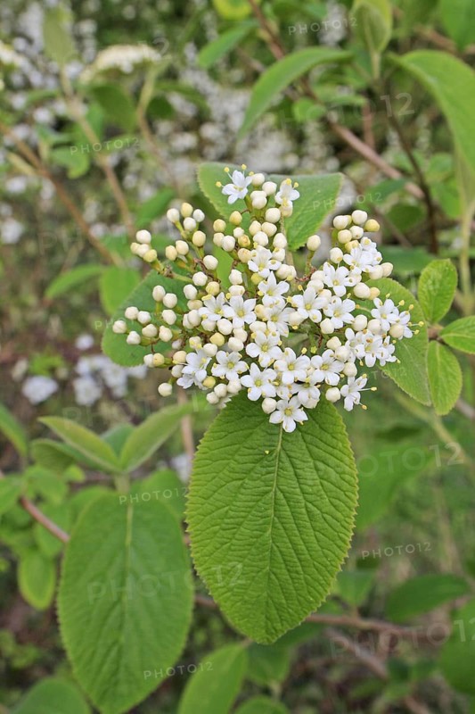 Rambling tree