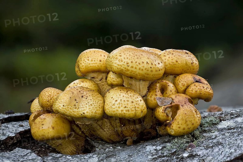 Golden Scalycap