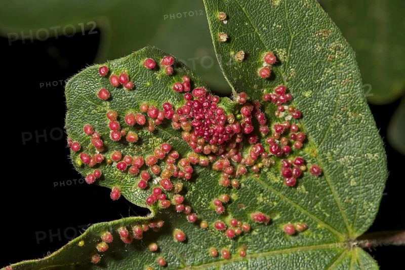 Red Pustule Gall Mite