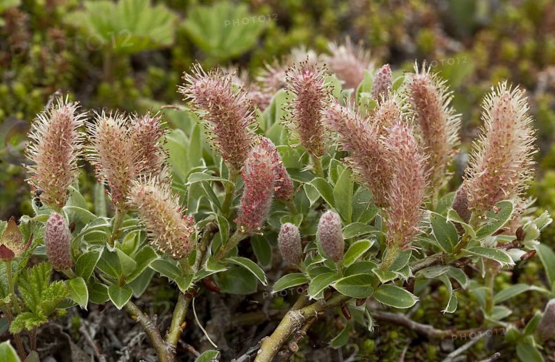 Gray willow