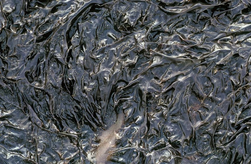 Seaweed