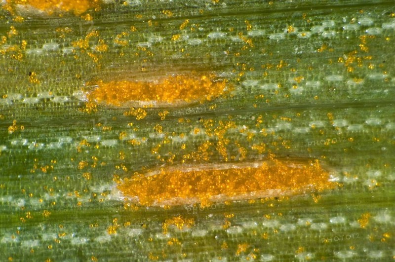 A microphotograph of oat crown rust