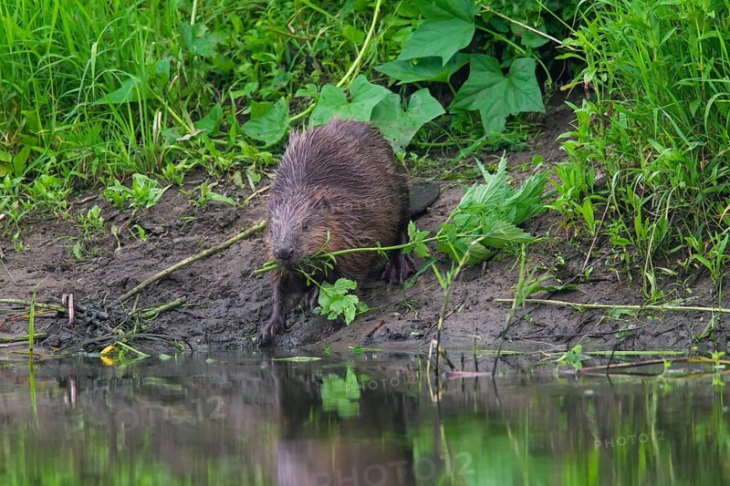 Eurasian beaver