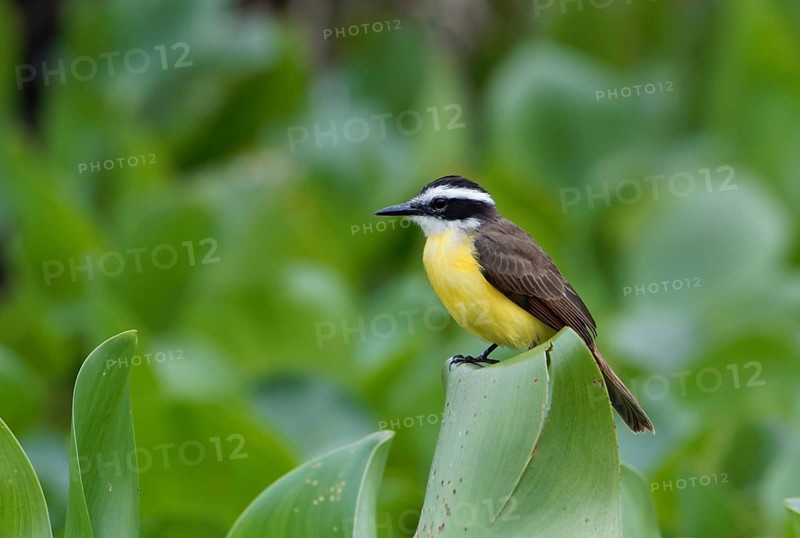 Great kiskadee