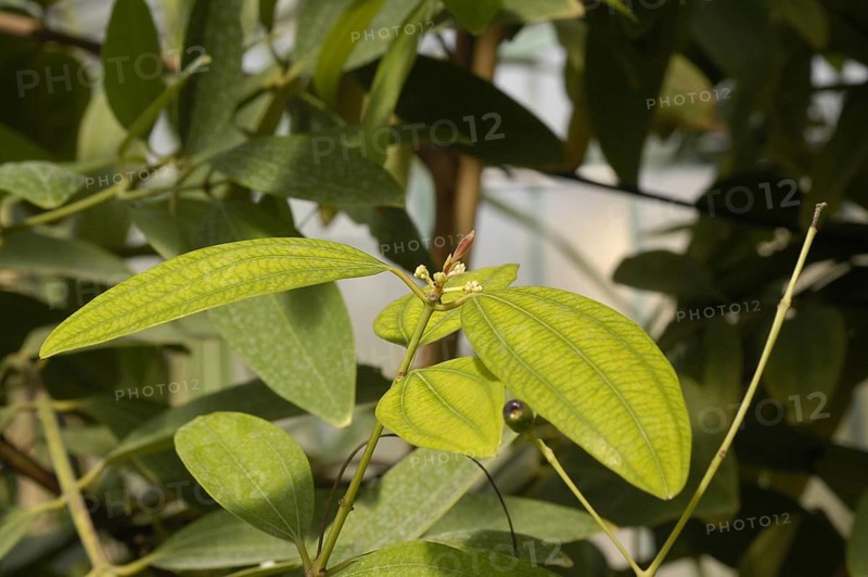 Ceylon Cinnamon Tree