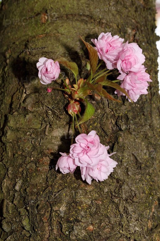 Japanese ornamental cherry