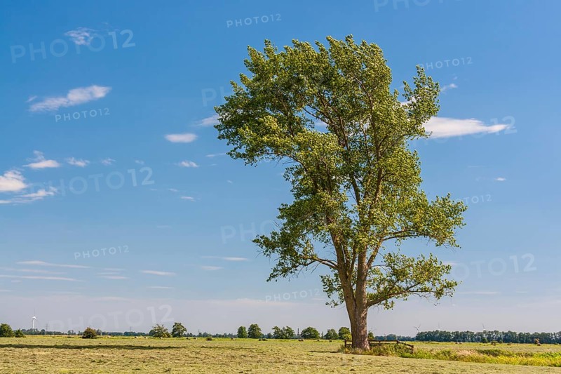 x canescens GREY POPLAR