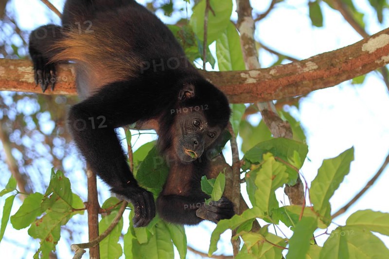 Mantled howler monkey