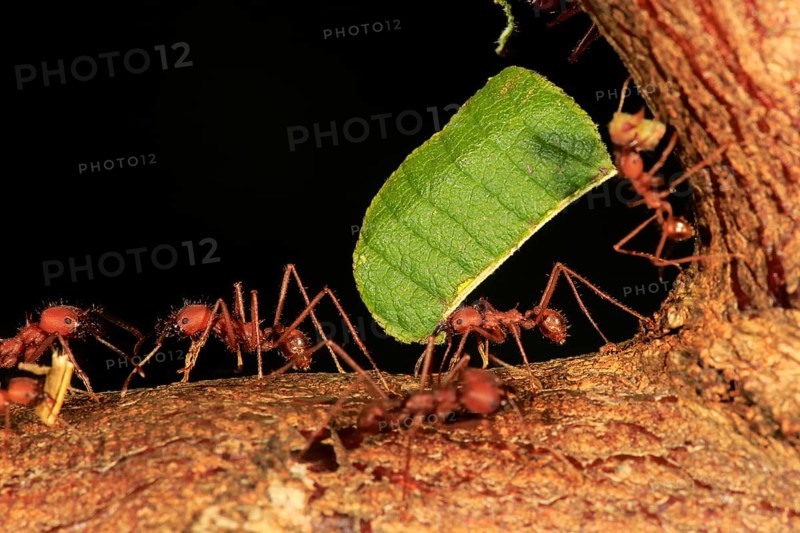 Leafcutter ant