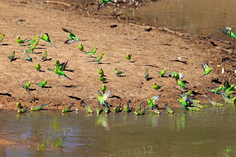 Budgie