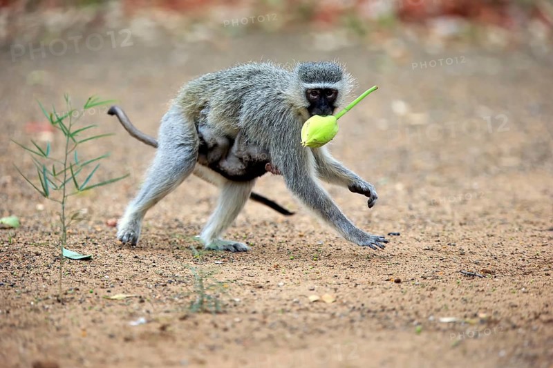 Vervet monkey