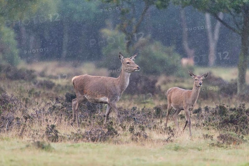 Red Deer
