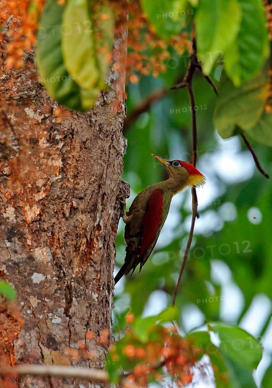 Red-winged Woodpecker