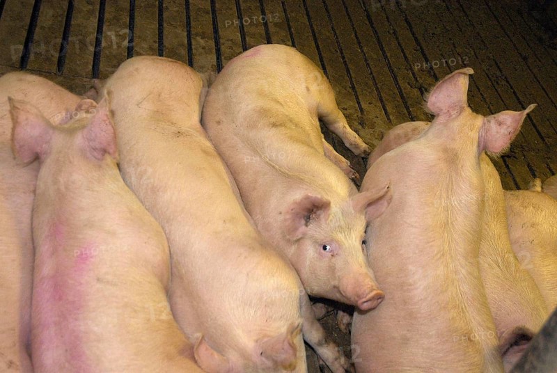 Domestic Pig