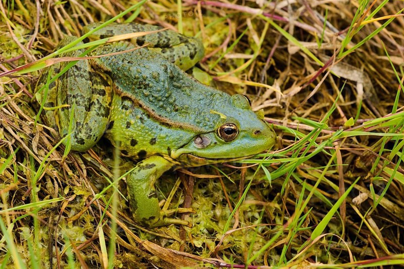 Marsh frog