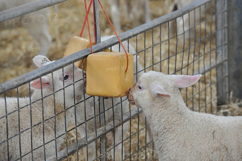 Domestic Sheep
