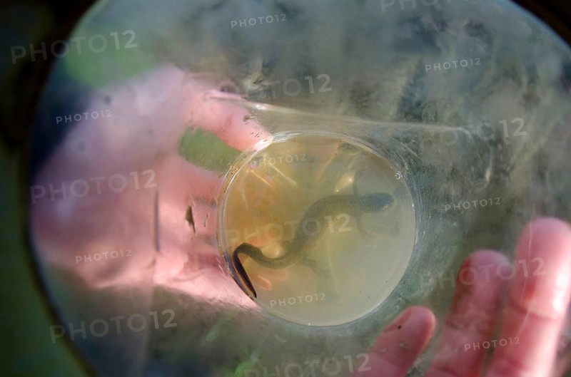 Northern crested newt