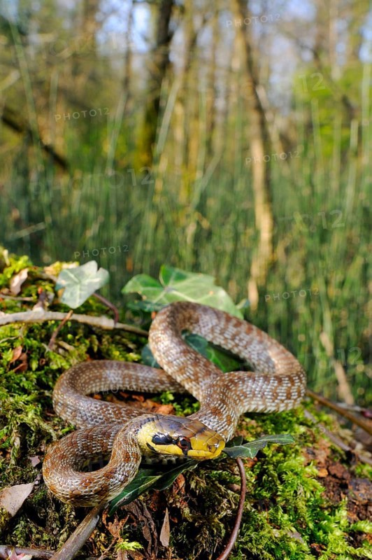 Aesculapian snake