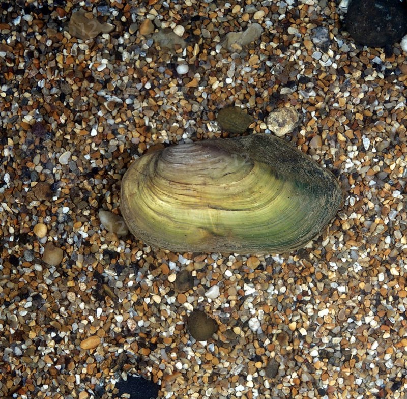 Great Pond Mussel