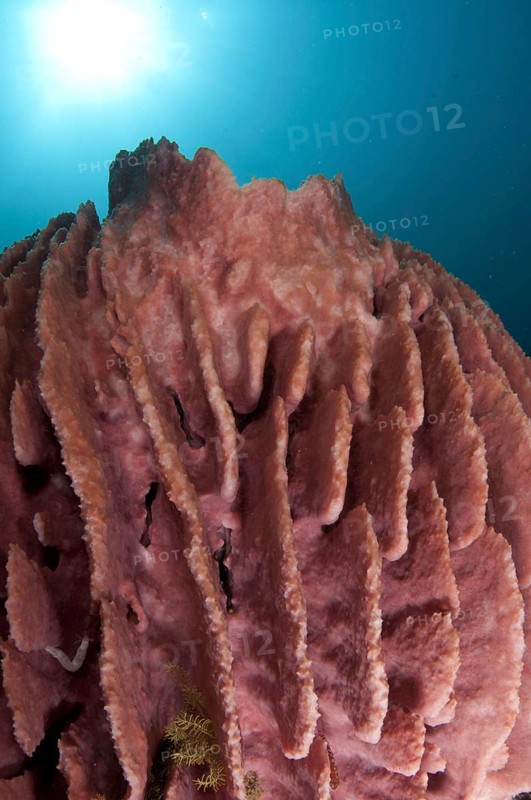 Vase sponge
