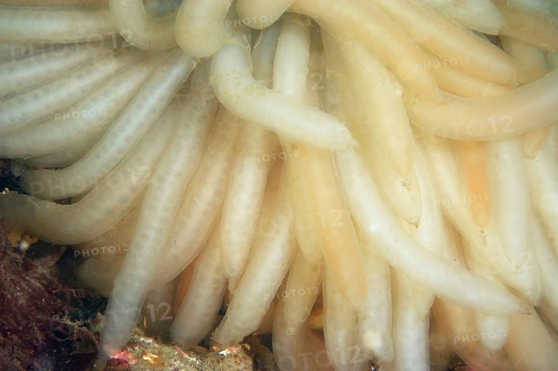 Squid