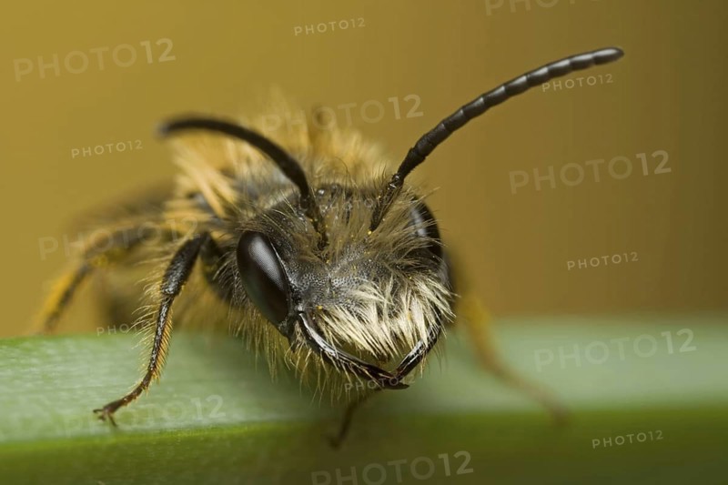 Mining Bee