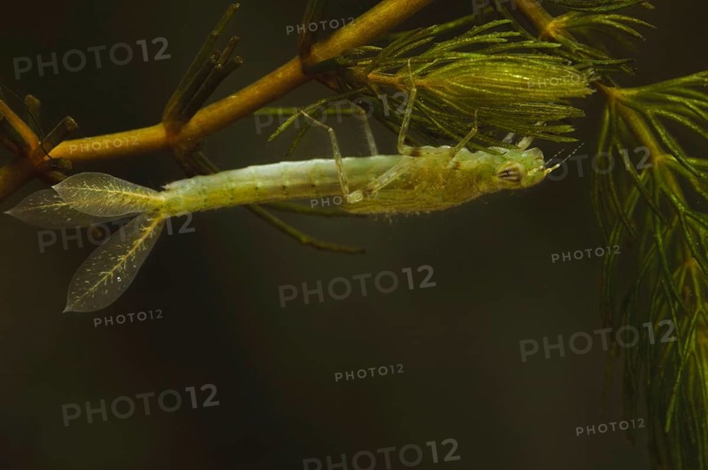 Blue-tailed damselfly