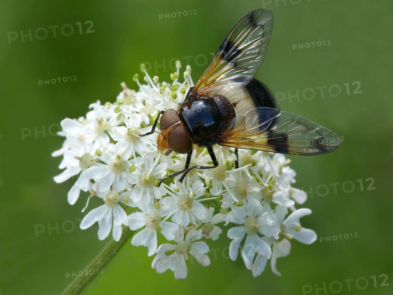 Pellucid Hoverfly