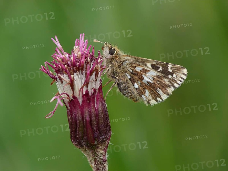 Alpine Grizzled alpine grizzled skipper