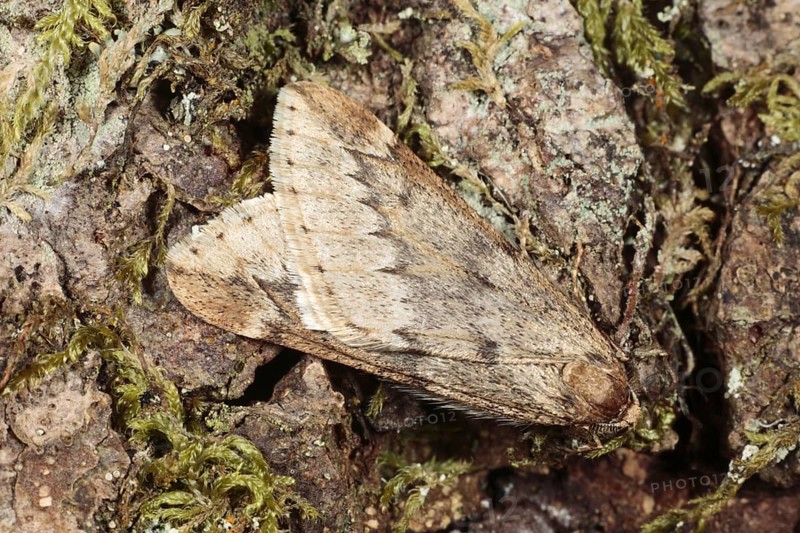 March moth