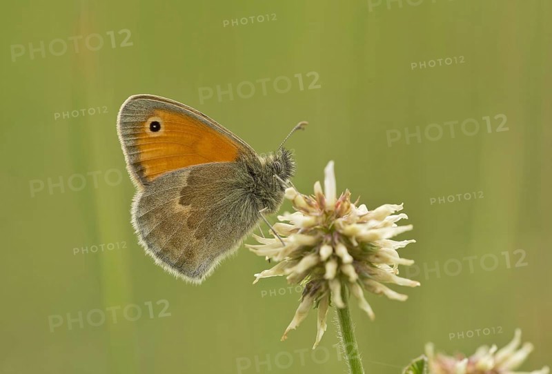 Small Heath