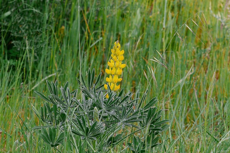 Yellow Lupin