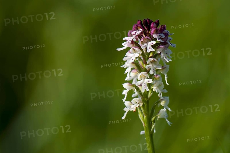 Burnt Orchid