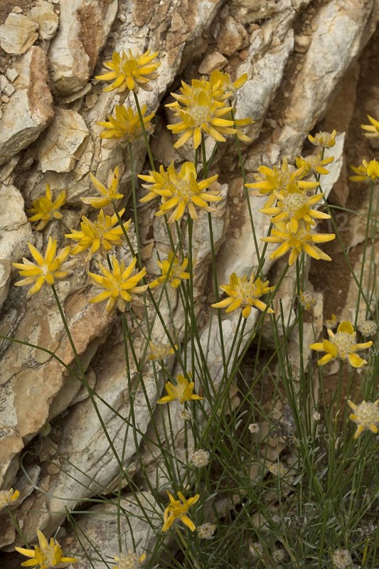 Flowering Spanish greenweed