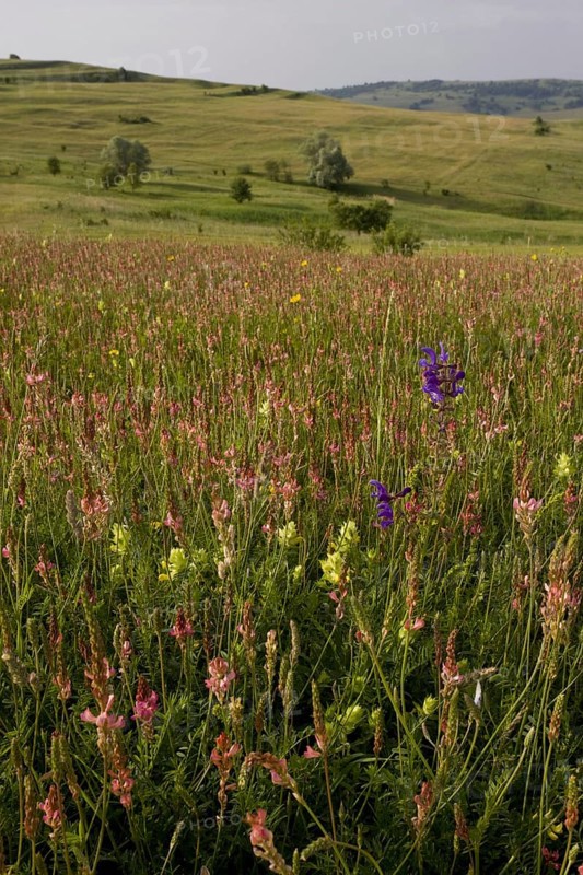 Sainfoin