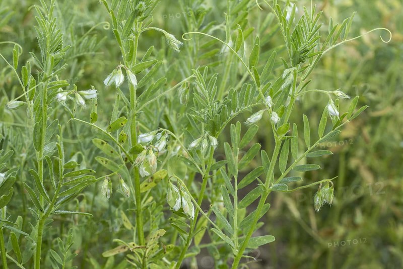 Lentil