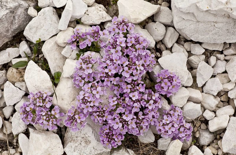 Round-leaved Penny-cress