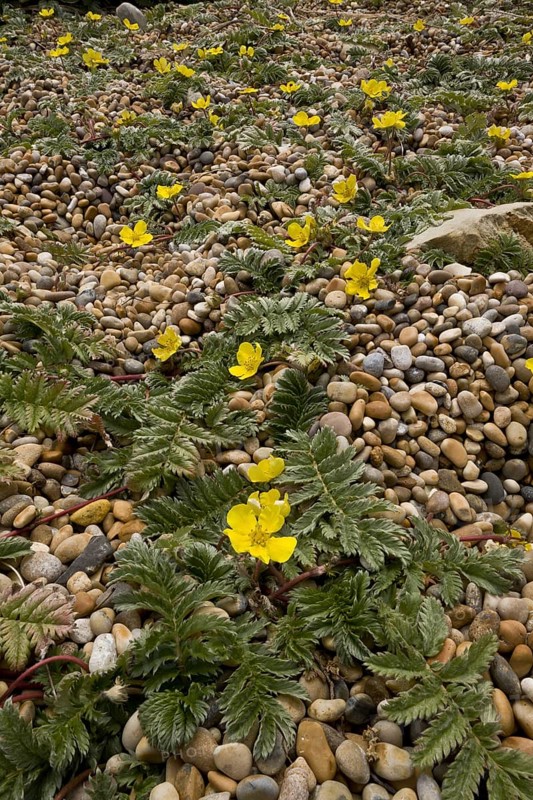 Common Silverweed