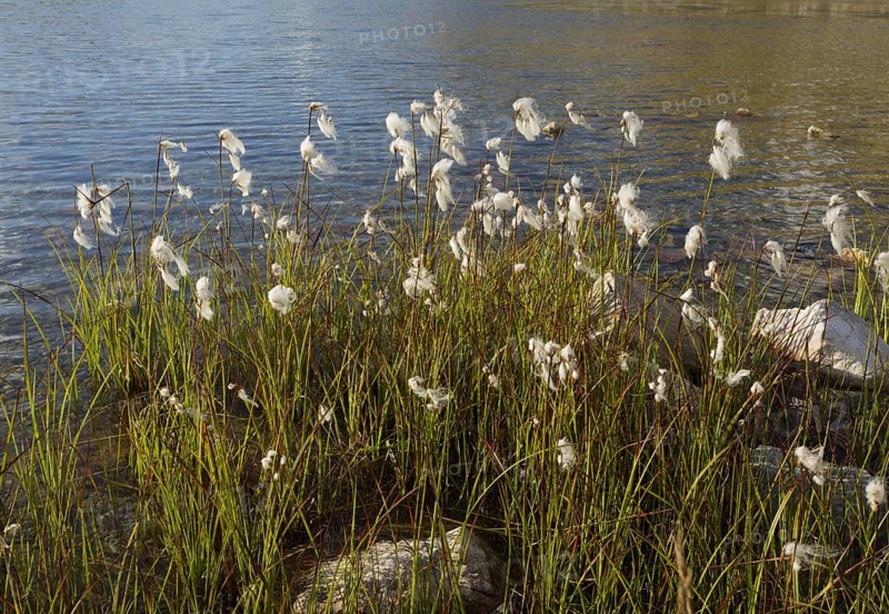 Broad leaved cotton grass
